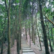 广州山顶景区-帽峰山森林公园攻略-山顶景区-帽峰山森林公园门票价格