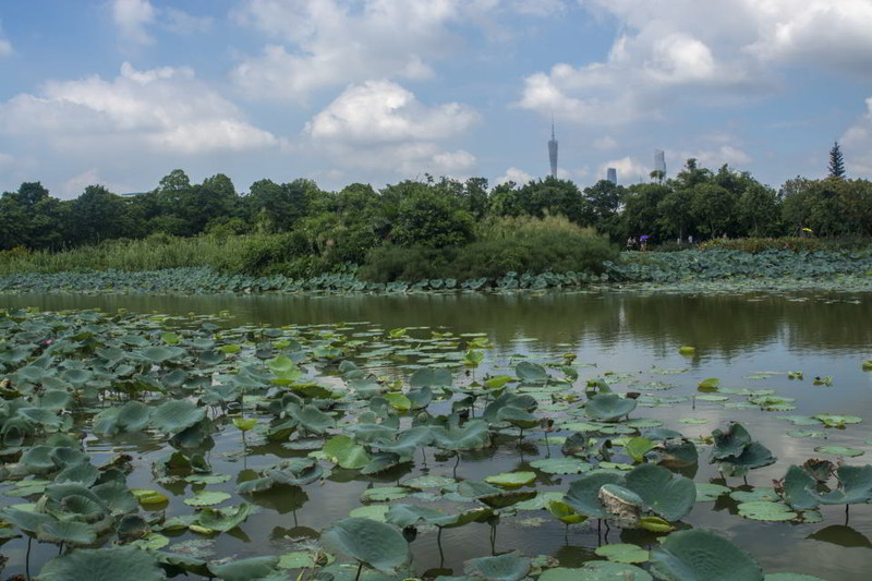 海珠湿地公园位于广州海珠区海珠湖公园东侧,两个景区相依不相连,海珠