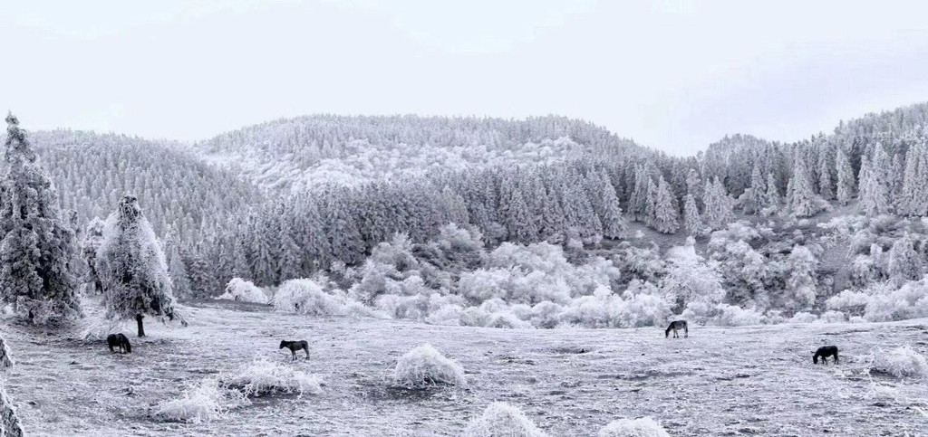 重庆仙女山大雪,冰雪世界 重庆武隆仙女山迎来今冬首场大雪.