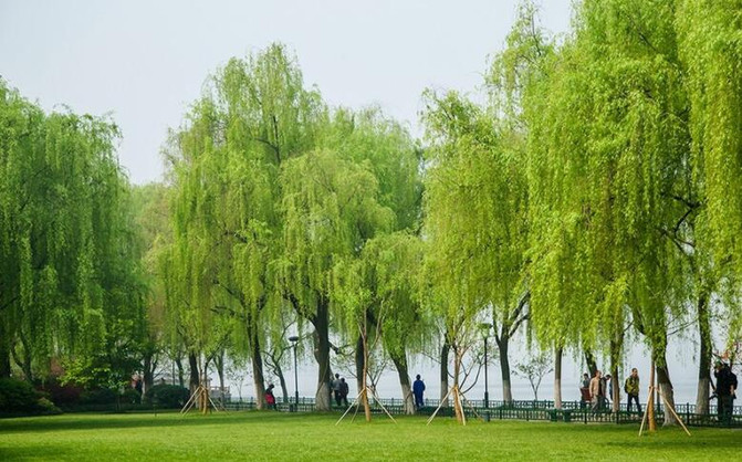 沿着南山路,不一会儿便能遇见柳浪闻莺,只见成片的柳儿倒垂着,随着