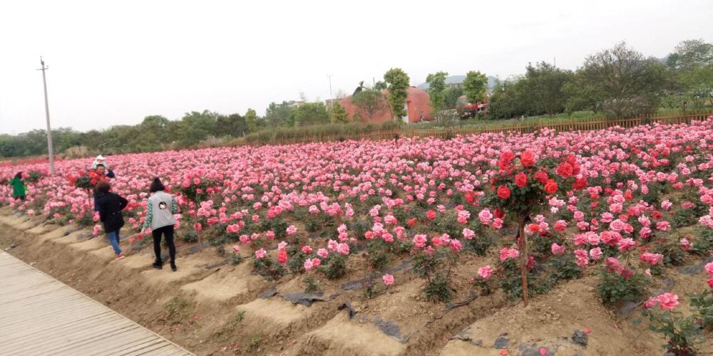 【黔南好花红村(辉岩寨)】黔南好花红村(辉岩寨)旅游