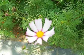 【石林攻略】黟县石林西递团购景区,携程西递最固游戏攻略图片