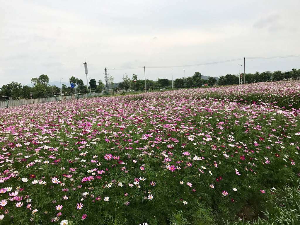 闽江东畔花满蹊,千朵万朵压枝低.