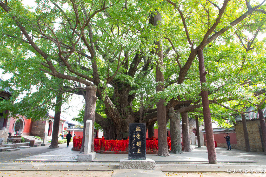 图223 浮来山风景区-天下第一银杏树