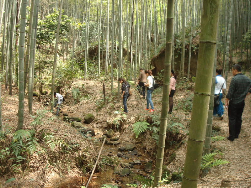 隐藏在荣县深山里的花龙沟竹海