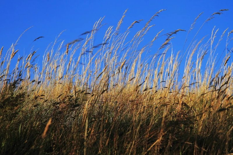 荒草萋萋,被齐腰的草抱着,被暖暖的光晒着,就像就要化成一棵草,永远的