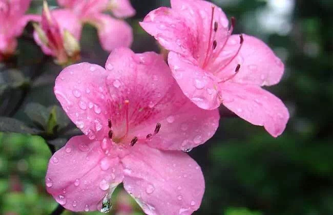 三月三姑婆山"山水情.山歌节"暨2017杜鹃花节