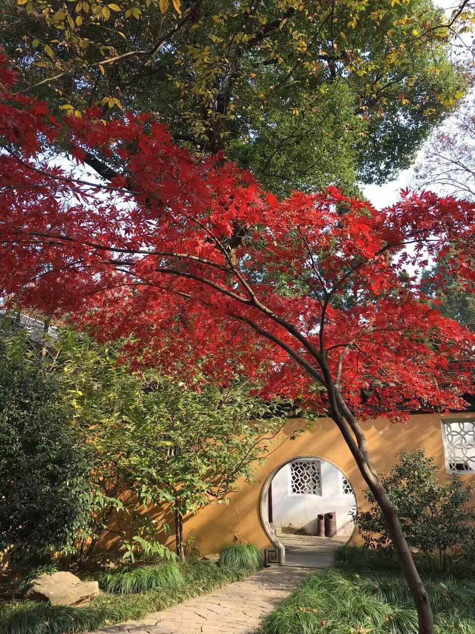 深秋赏红枫～苏州天平山