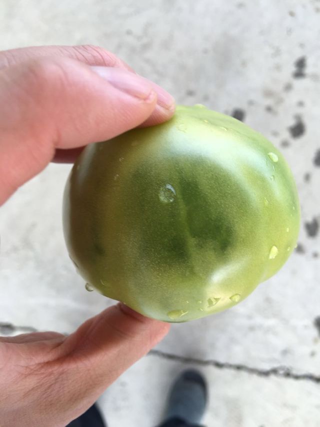 长大的贼不偷,完全青色的西红柿,味道超好