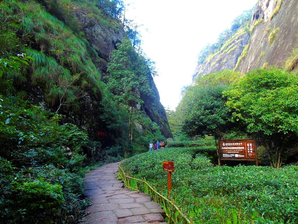 到了武夷山,你会时常不知不觉漫步在茶叶