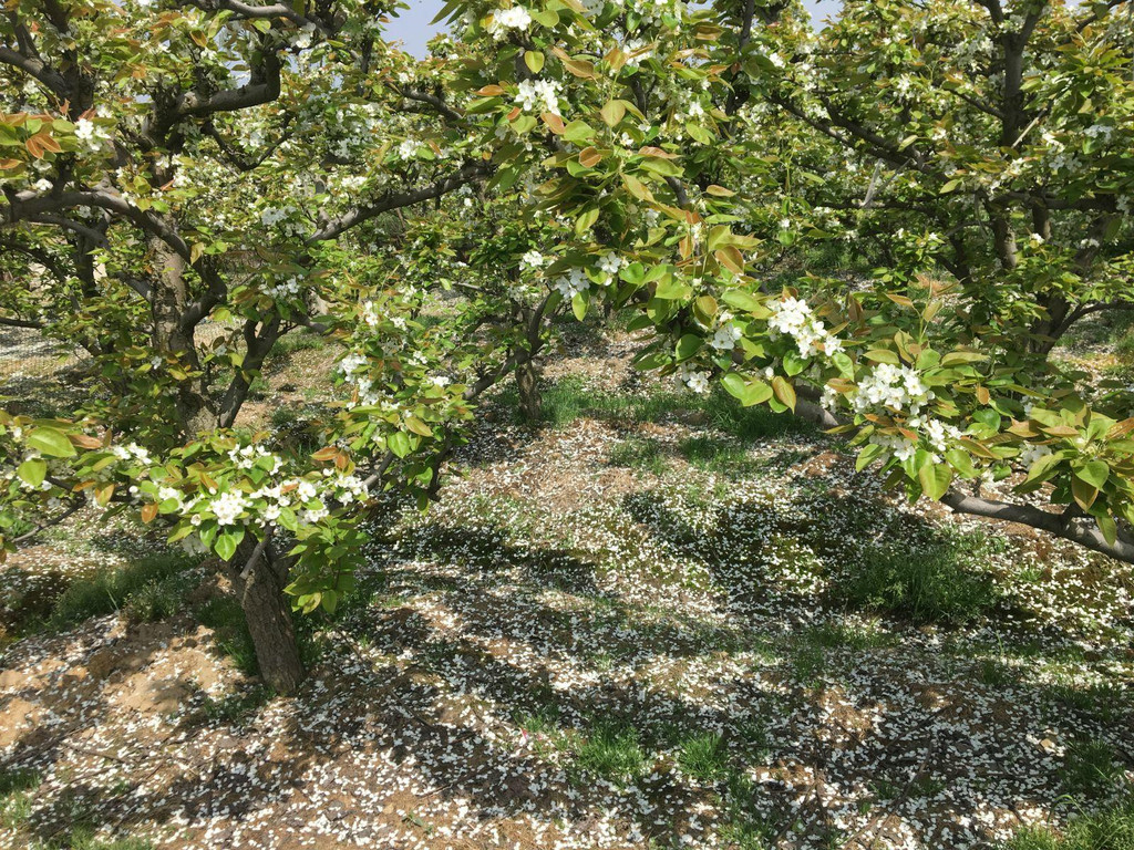 苏州树山村梨花节2018