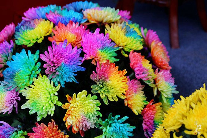 金秋十月,开封满城菊花香(图)