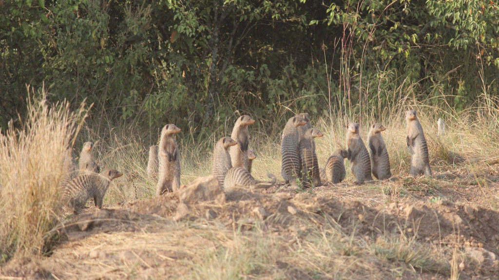 猫鼬 meerkat  狮子王中的丁满