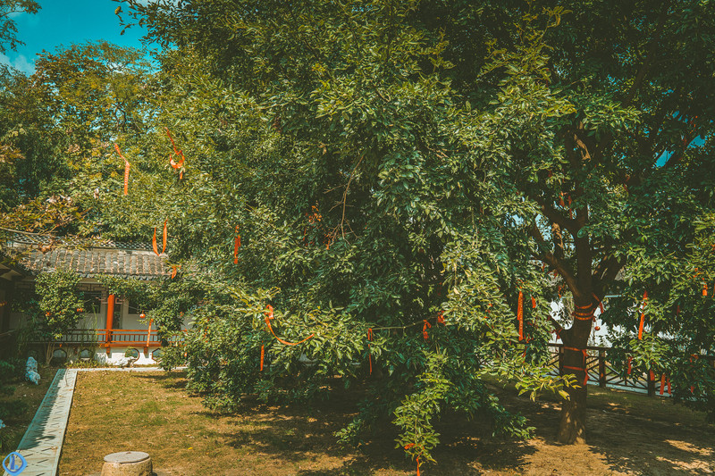 红豆生南国,江阴顾山有一棵千年红豆树