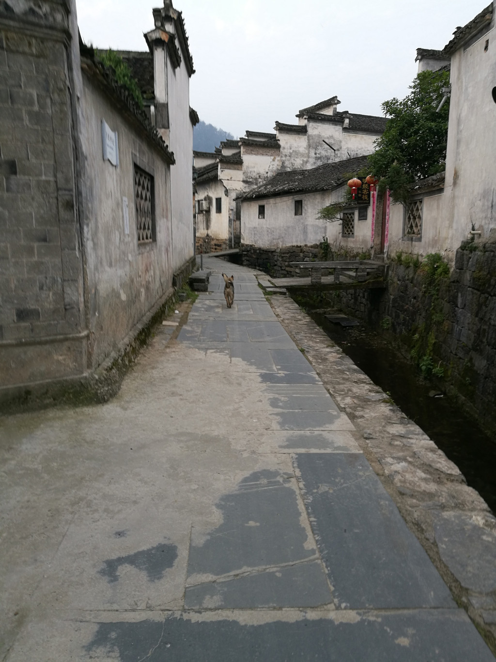 5月晴朗看黄山,看宏村西递的老房子