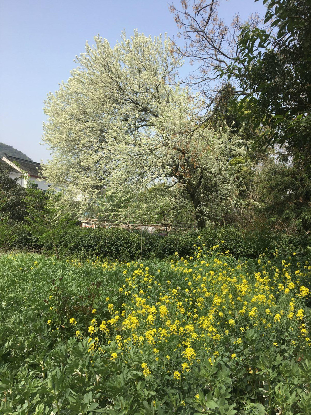 苏州树山村梨花节2018