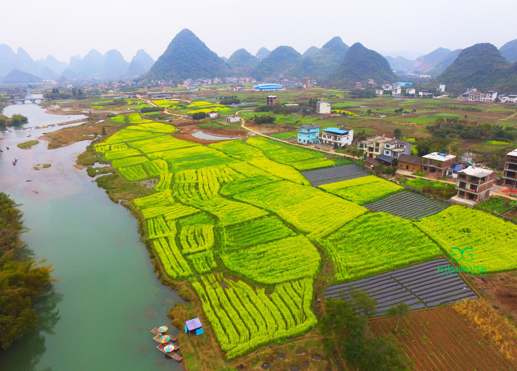 自驾游桂林阳朔航拍遇龙河油菜花,500米高空俯瞰已经不能只用最大来