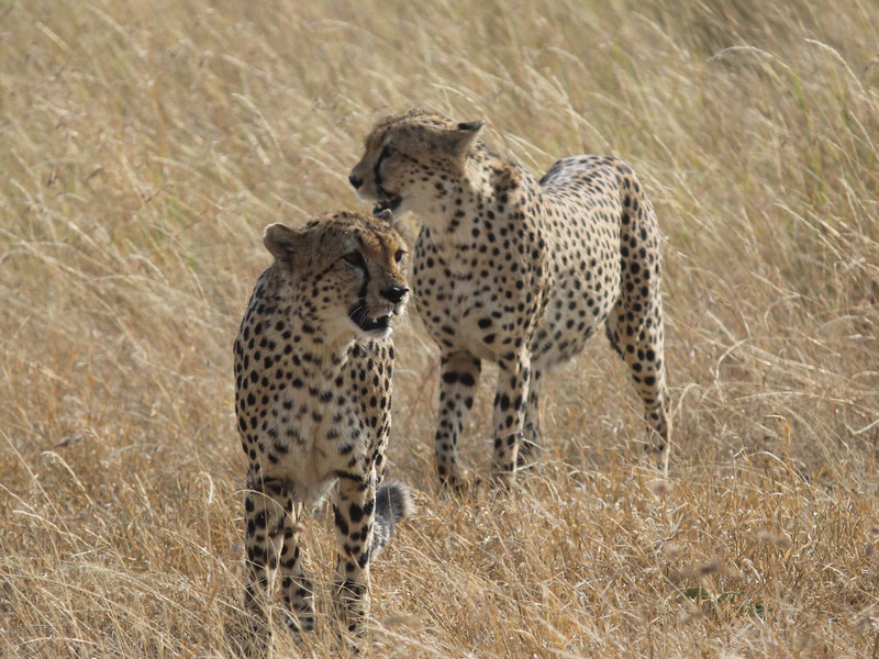 Ա cheetah 