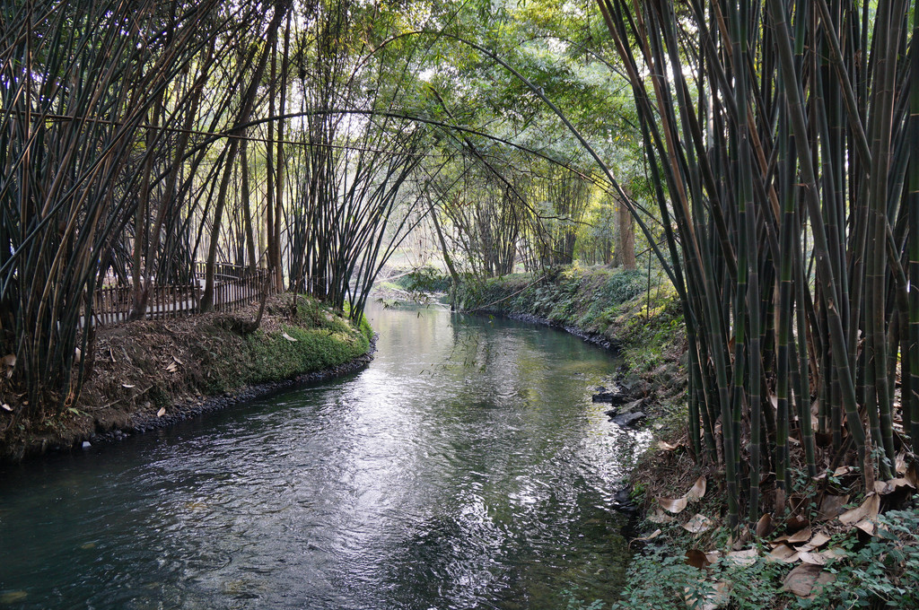 成都往西南的新津森林公园,也叫斑竹林景区.