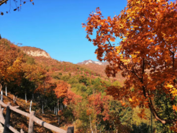 千灵山公园,是北京西南第一崇山,主峰—极乐峰海拔699米,比香山的