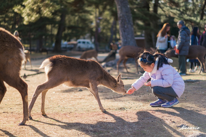 就这样一路带着鹿仙贝,边走边喂,悠闲地漫步在奈良公园,感受人与动物