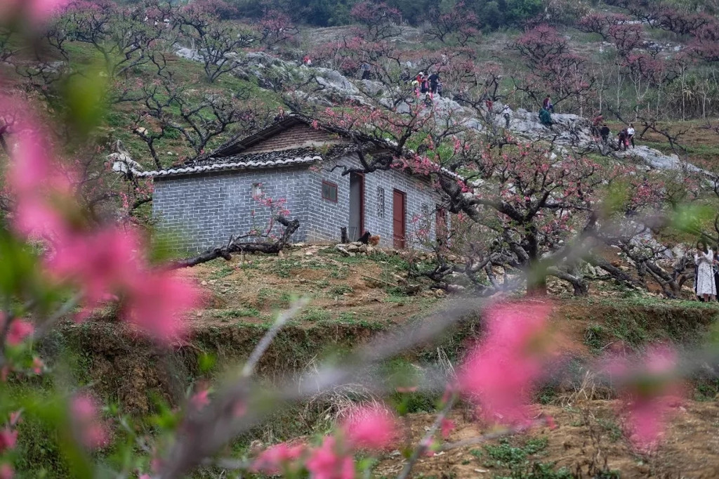 广东最美最大的桃花林海原来在这—翁源!