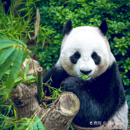 成都大熊猫繁育研究基地+乐山大佛一日游 成都大熊猫繁育研究基地+乐山大佛一日游
