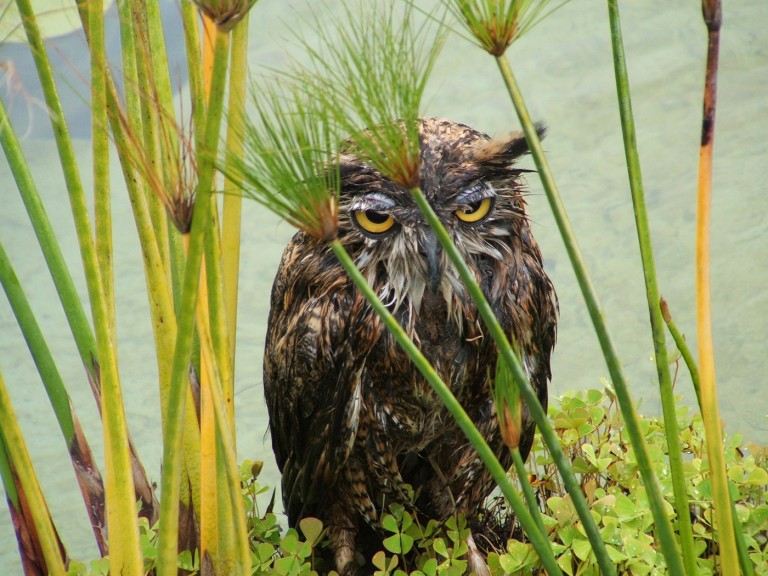 the bedraggled owl at the getty villa.