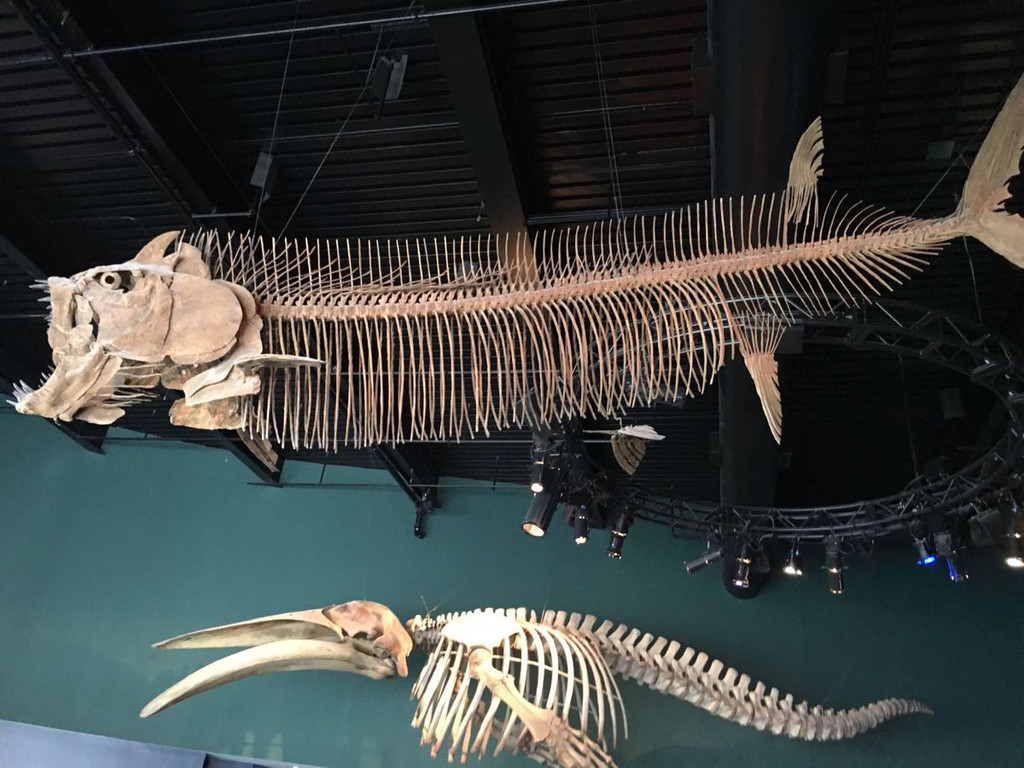 来看看距今约2.44亿年的鱼长啥样！云南发现世界最古老肋鳞裂齿鱼类-中国青年报