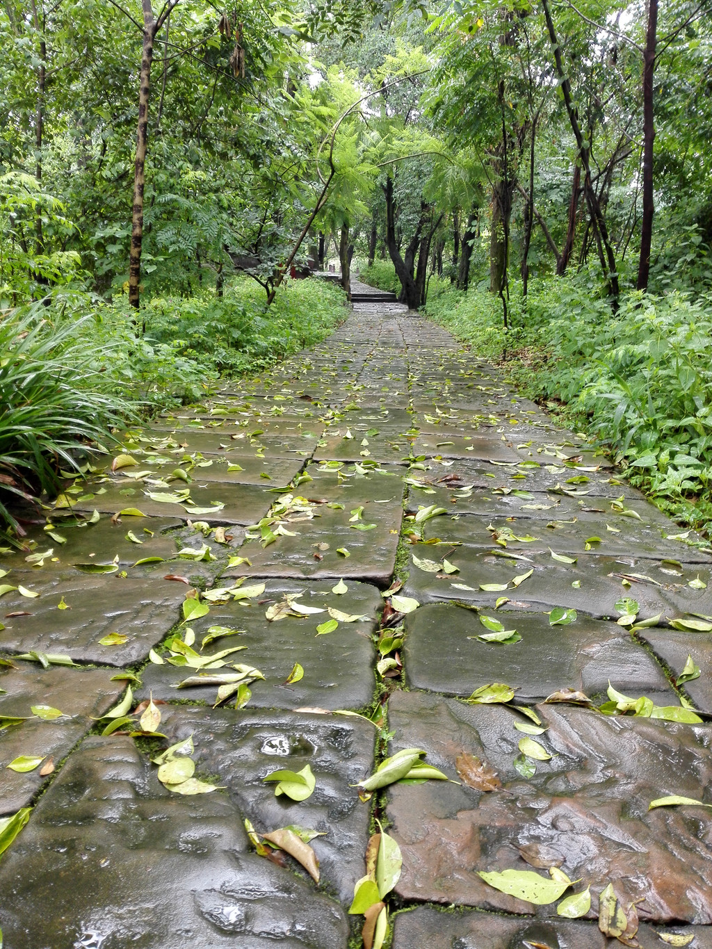 雨中落叶铺面石板路更显幽深