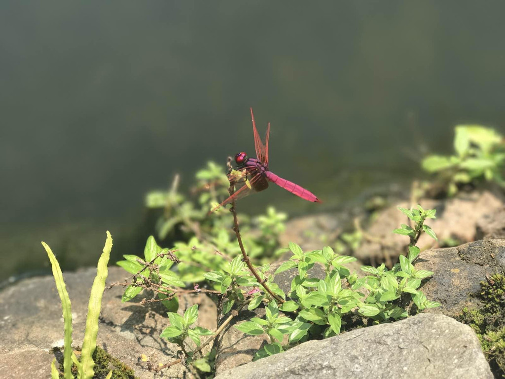 楠溪江畔,蜻蜓低飞