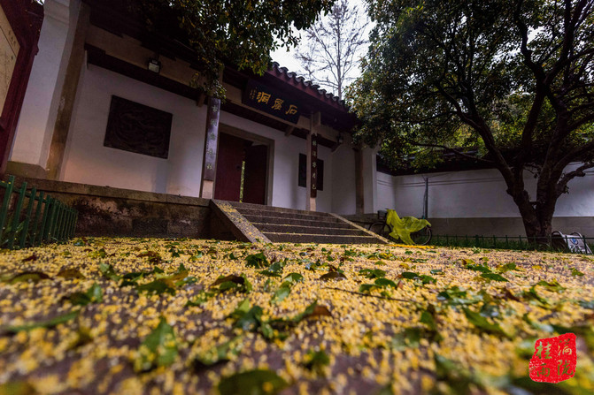 雨中山寺寻桂子:八月金秋满陇桂雨,满觉陇,理安寺寻桂
