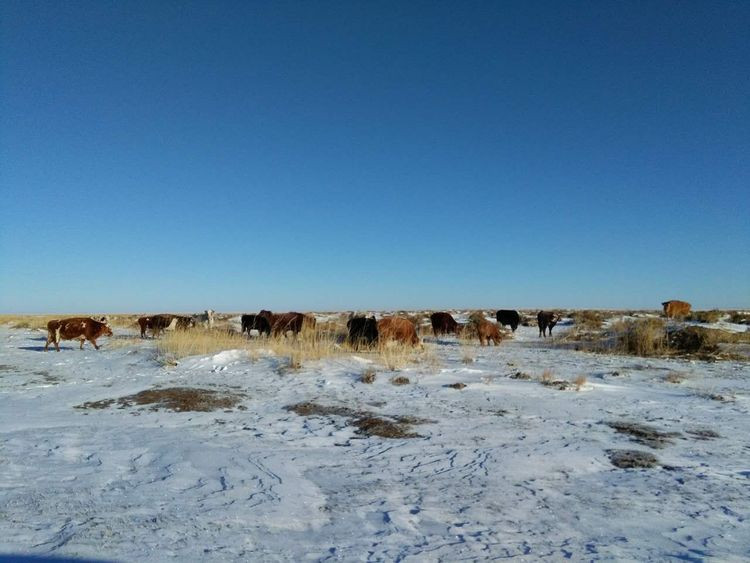 四子王旗黑沙图胡杨林雪景