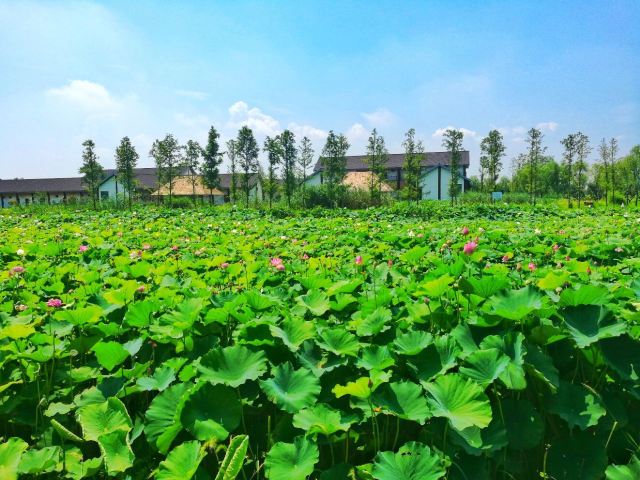 淮安市白马湖生态旅游景区