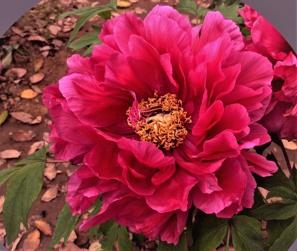 春来谁做韶华主,花冠群芳是牡丹—东湖牡丹花