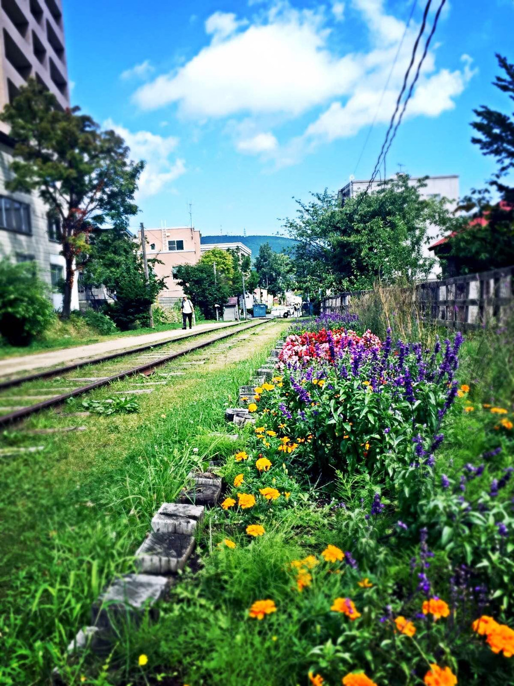 北海道的夏日