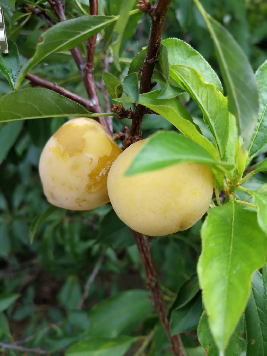       山上还有李子,油甘果,香蕉