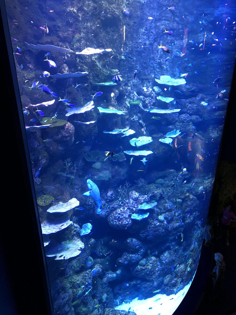 『cairns aquarium』凯恩斯水族馆