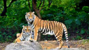 公园以大规模野生动物种群放养和自驾车观赏为特色,集动,植物的保护