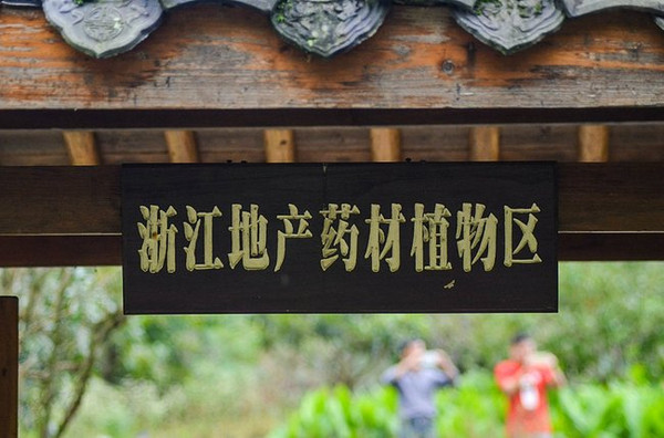 磐安县大盘山药用植物园已成为中医药院校和师范大学学生的中药材科普