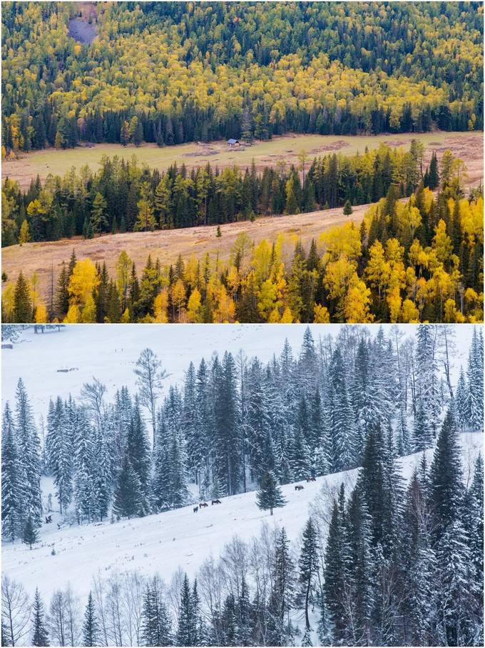 乌鲁木齐 放一些秋冬喀纳斯的对比图,一片金黄和一片雪白的色调对比