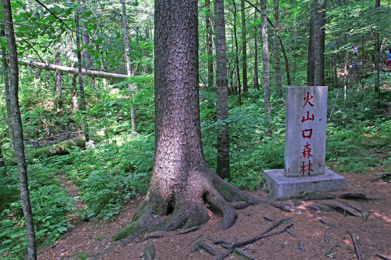 火山口地下森林