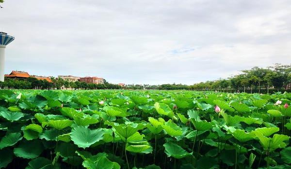 吴川旅游攻略