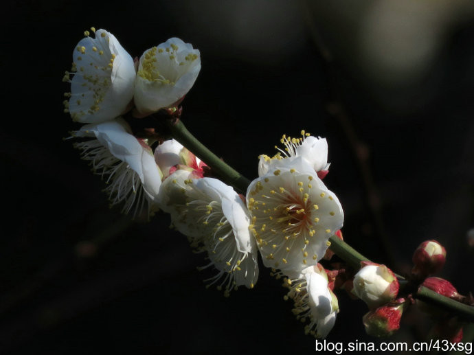 一年一度梅花季 雕塑公园有珍品