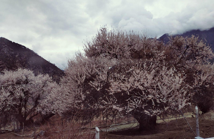 今天的第一站是嘎拉村桃花源.