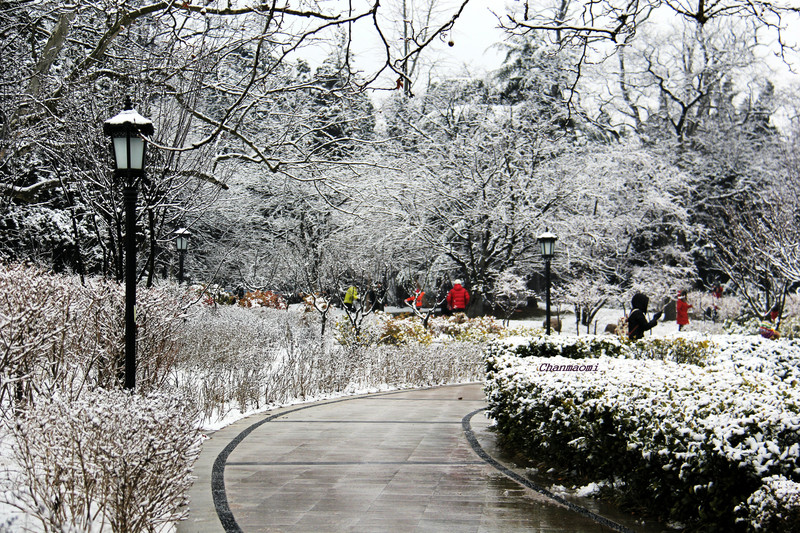 青岛.春雪给中山公园披上了银装_美美哒
