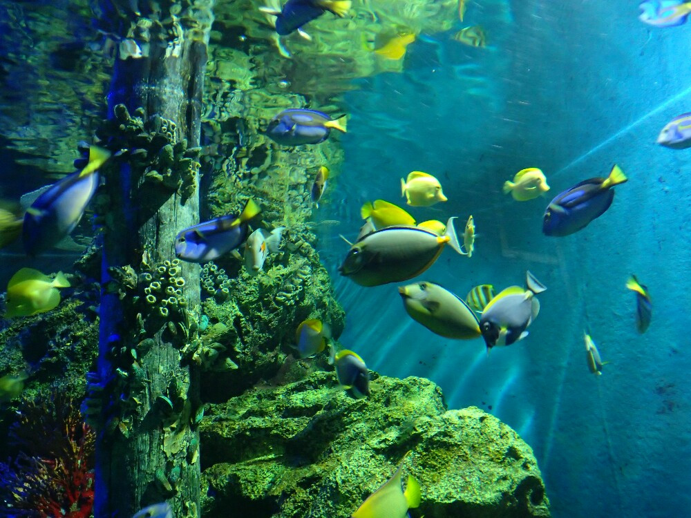 壁纸 海底 海底世界 海洋馆 水族馆 1000_750