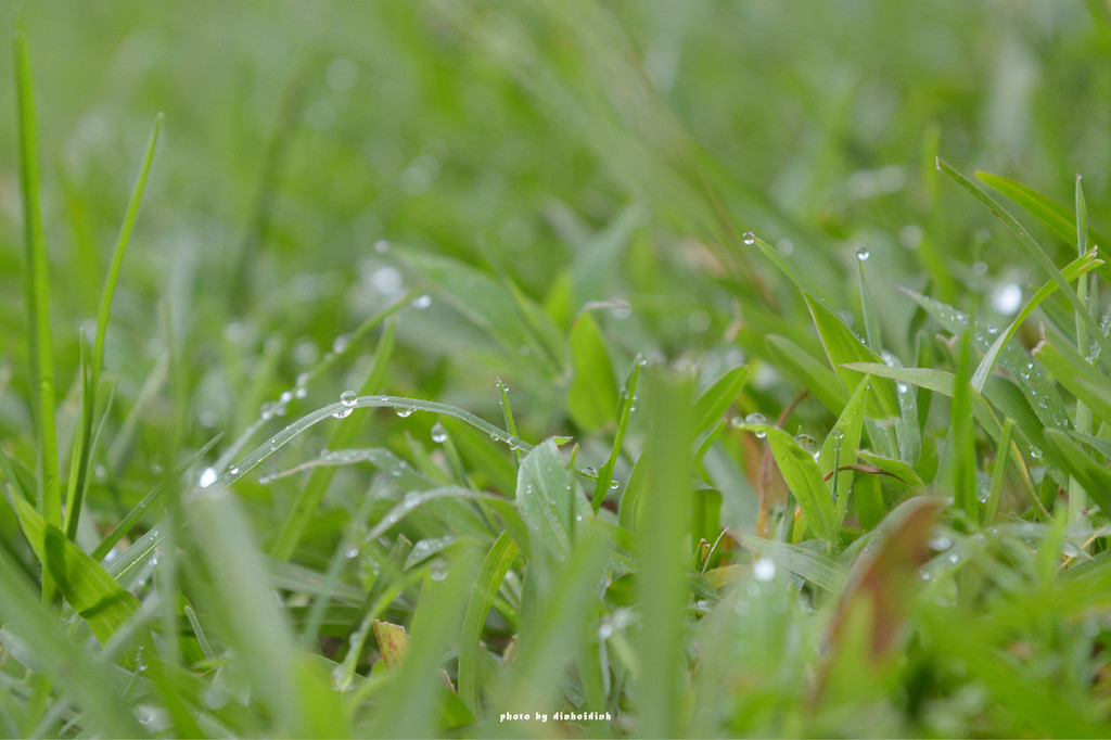 下了一晚上的雨,小草上都是露珠