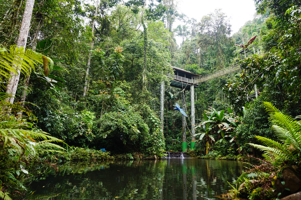 西双版纳热带雨林国家公园望天树景区
