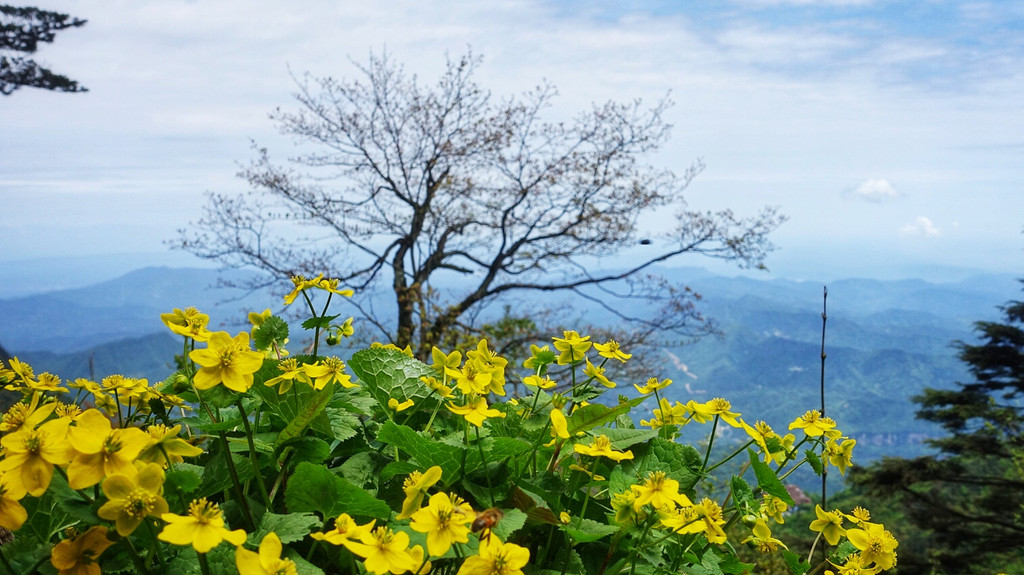 万佛顶是峨眉山最高峰,海拔3099米,巍峨屹立在"大光明山"之巅,是中国